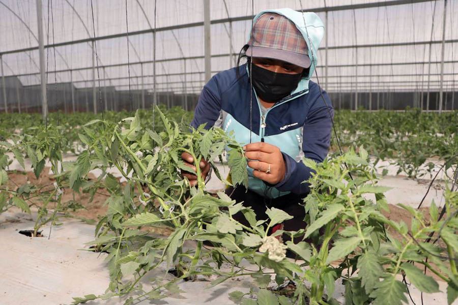 Inició SDR exportación de tomate de la Sierra Norte a EU