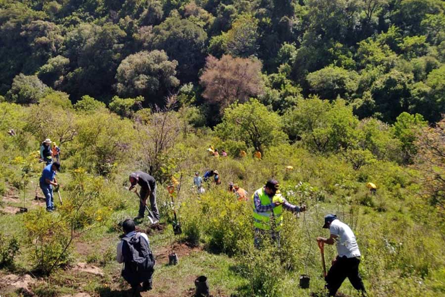 Anunció Barbosa reforestación con 9 millones de árboles