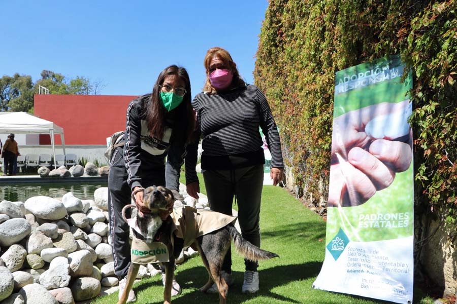 Cuenta Medio Ambiente con 7 canes para ser adoptados