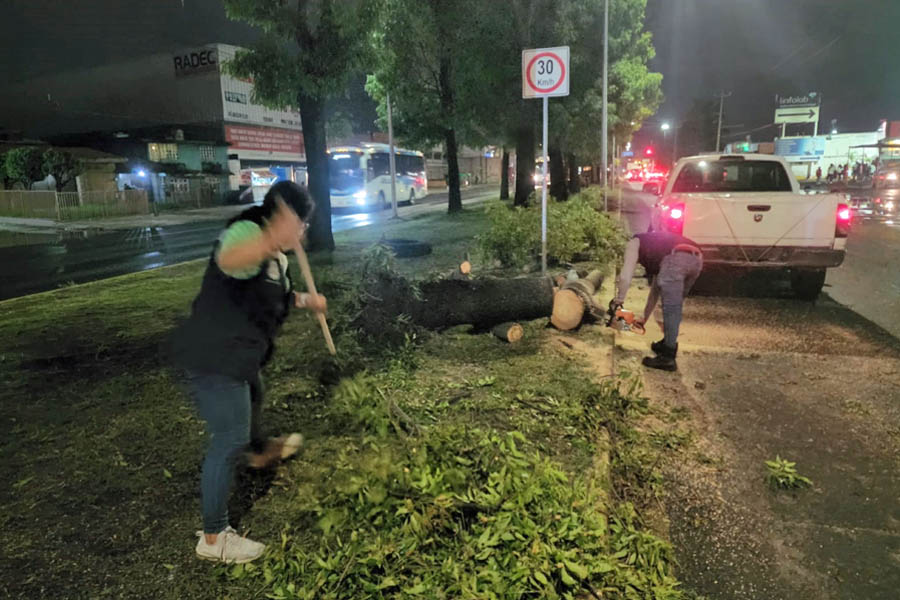 Derribó lluvia varios árboles en Puebla capital