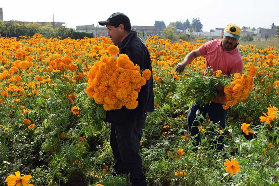 Producen flor de muerto 300 hectáreas de San Pedro Cholula