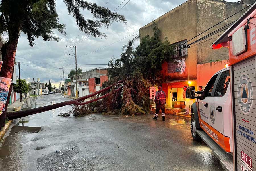 Derribó lluvia varios árboles en Puebla capital