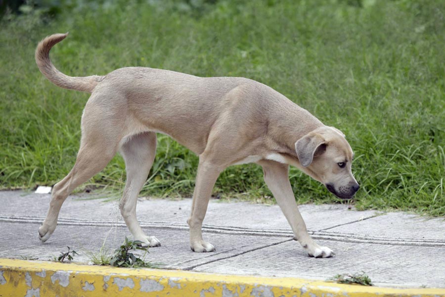 A prisión por envenenar y matar a perrita en Tehuacán