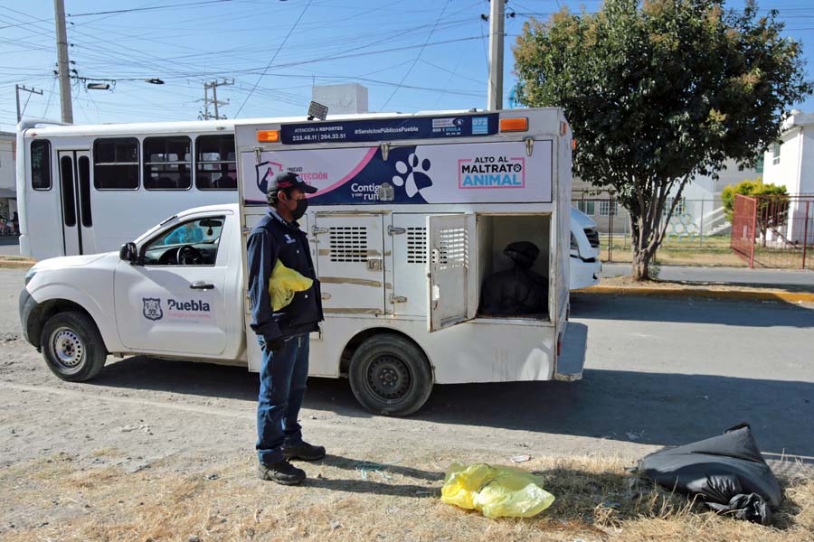 Ya investiga FGE envenenamiento de perros en Castillotla