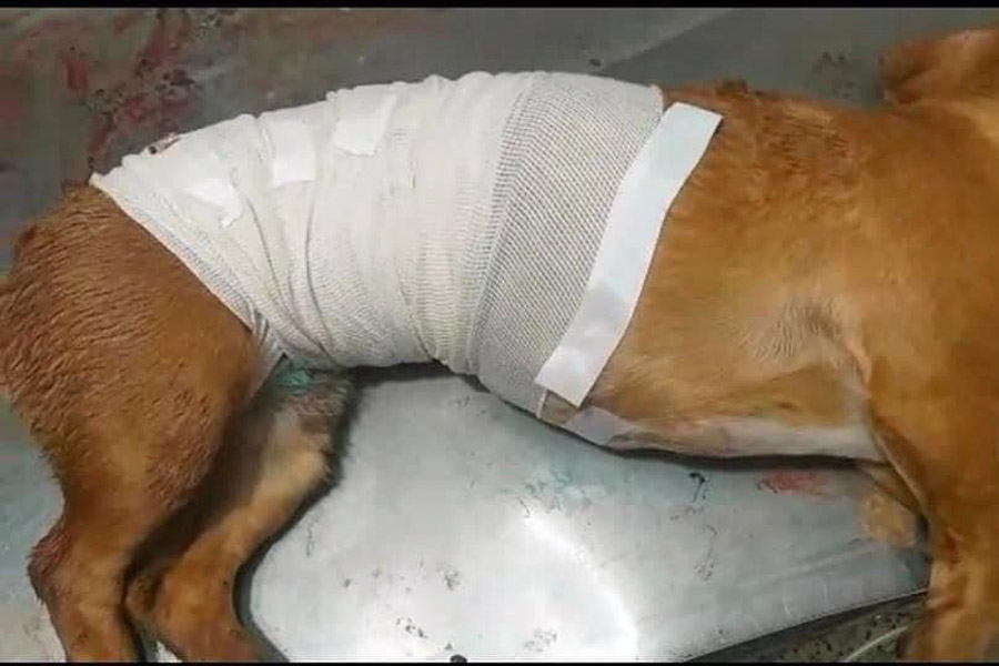 Acusan negligencia médica en Bienestar Animal de Zacatlán