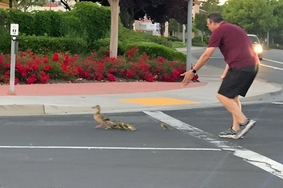 Murió atropellado por ayudar a patos a cruzar la calle en EU