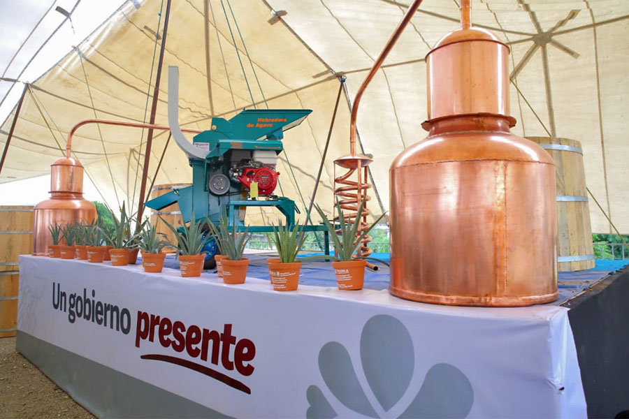 Inició Céspedes proyecto de Impulso al Agave Mezcalero