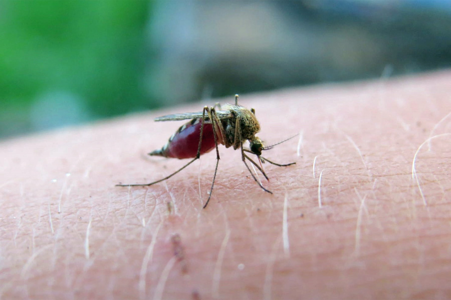 Registró Puebla 17 nuevos casos de dengue: Salud