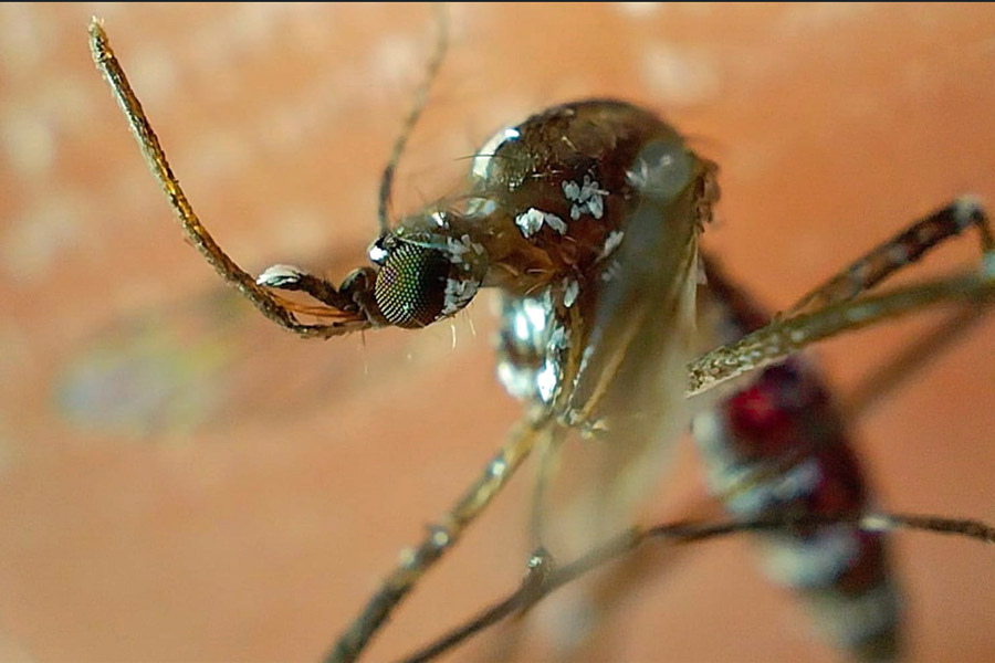 Advierte Salud que casos de dengue van en aumento en Puebla