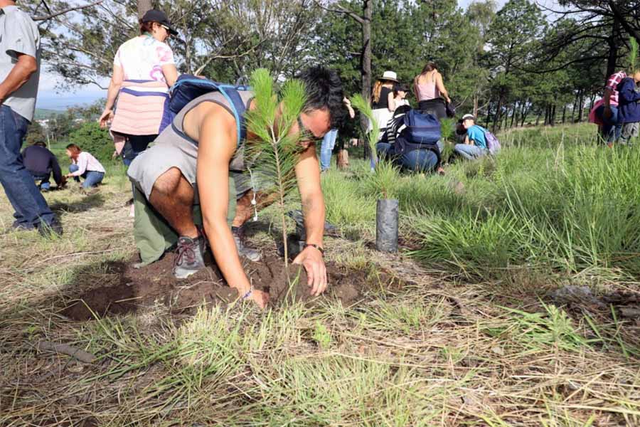 Encabezó Paola Angon reforestación en el cerro Zapotecas