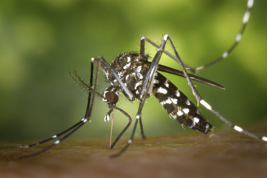 Puebla sin casos de dengue en las últimas 24 horas