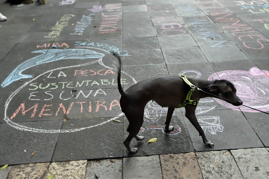 Por Ley los 217 municipios tendrán Centro de Bienestar Animal