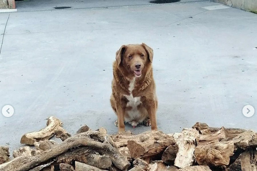 A los 31 años murió el perrito más viejito del mundo