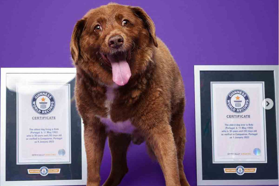 A los 31 años murió el perrito más viejito del mundo