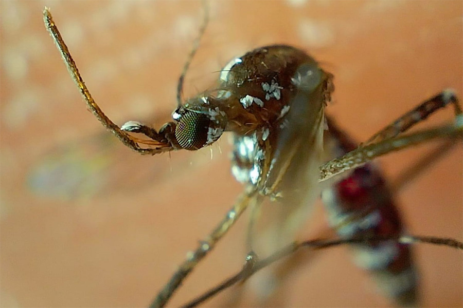 Descartó Salud defunciones por dengue en el estado de Puebla