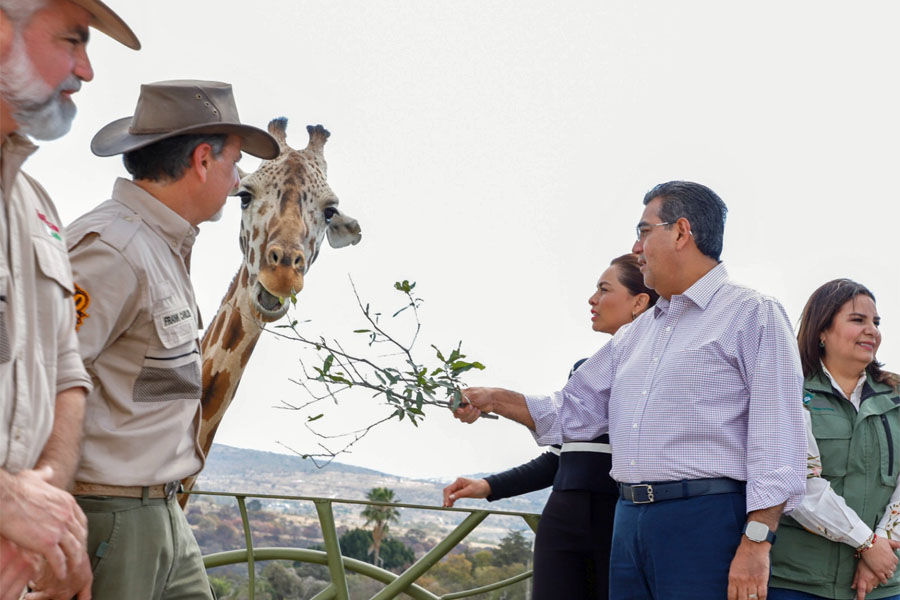 Celebró Céspedes llegada de jirafa Benito a Africam Safari