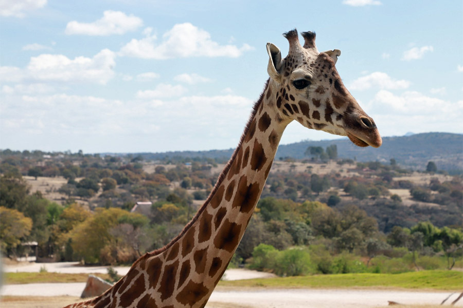 Celebró Céspedes llegada de jirafa Benito a Africam Safari