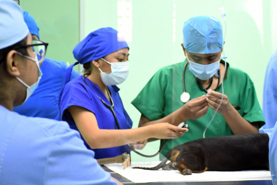 Destaca Hospital Veterinario de Pequeñas Especies de la BUAP