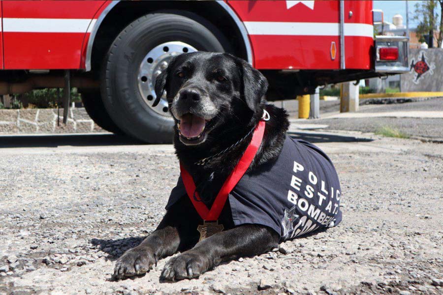 Despiden con honores a “Dana”, ejemplar canina de Bomberos